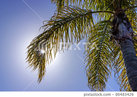 Palm tree against sky. Palm tree against sky. 80483426