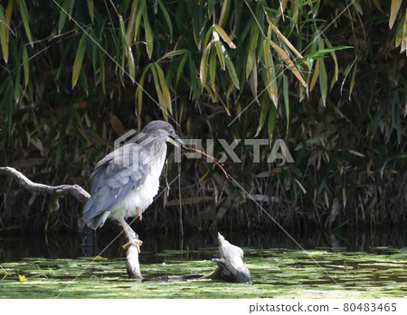 一隻年輕的夜鷺單腿站立,撿起樹枝練習打獵。 一隻年輕的夜鷺單腿站立,撿起樹枝練習打獵。 80483465