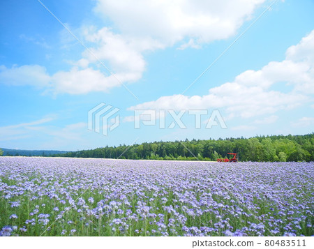 Superb view of Hokkaido Furano Rokugo Observatory Flower field and tractor scenery 80483511