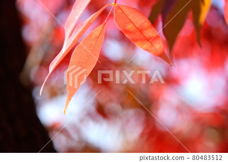 Autumn leaves of poison ivy tree Osaka Castle Park 80483512