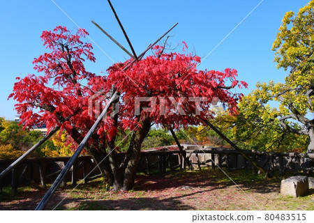 Autumn leaves of poison ivy tree Osaka Castle Park 80483515