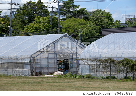 乙烯基溫室,農業,溫室,房屋栽培,栽培,作物,農場工作,房屋,農民,收穫,作物栽培 乙烯基溫室,農業,溫室,房屋栽培,栽培,作物,農場工作,房屋,農民,收穫,作物栽培 80483688