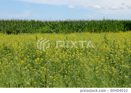 Horticulture, gardening, garden, cultivation, fields, plants, nature, flowers, soil, crops, outdoors, farming, farming 80484032