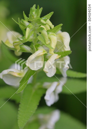 Ezo Shiogama Ezo Shiogama Alpine Plant Central Alps Senjojiki Ezo Shiogama Ezo Shiogama Alpine Plant Central Alps Senjojiki 80484034