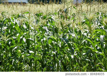 Horticulture, gardening, garden, cultivation, fields, plants, nature, flowers, soil, crops, outdoors, farming, farming Horticulture, gardening, garden, cultivation, fields, plants, nature, flowers, soil, crops, outdoors, farming, farming 80484035