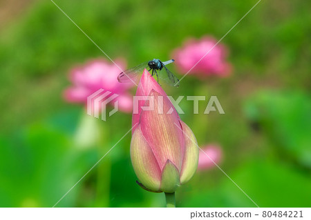 Orthetrum albisum 與蓮花芽休息它的翅膀的風景 Orthetrum albisum 與蓮花芽休息它的翅膀的風景 80484221