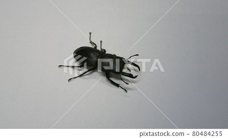 Suji stag beetle (male) Suji stag beetle (male) 80484255