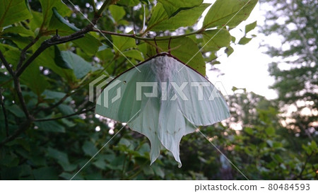 Actias aliena in the early morning Actias aliena in the early morning 80484593