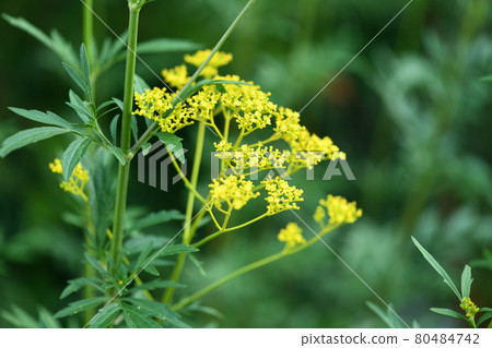 Ominae (maro flower) Ominae (maro flower) 80484742