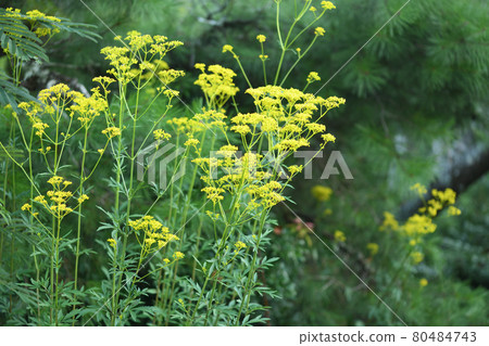 Ominae (maro flower) 80484743