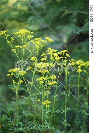 Ominae (maro flower) 80484745