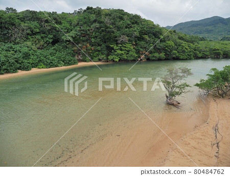 Ishigaki Island, Okinawa Prefecture Fukidori River Mangrove Community 80484762