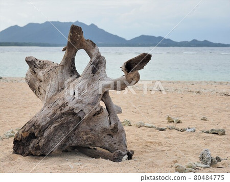 沖繩縣石垣島米原海灘 80484775