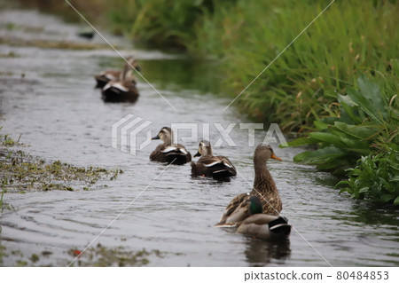 A flock of ducks swimming in an aqueduct 80484853