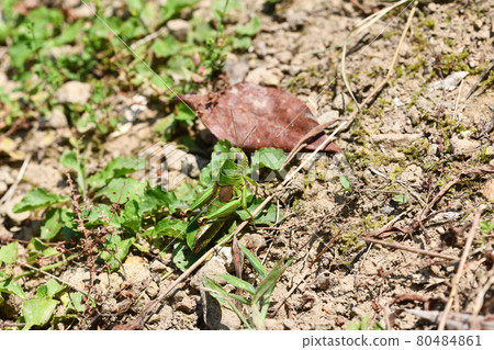 烈日下的大和吹端(大和蜂斗菜) 烈日下的大和吹端(大和蜂斗菜) 80484861