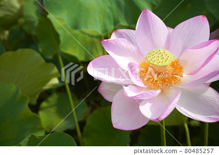 土佐市蓮花 土佐市蓮花 80485257