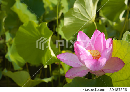 土佐市蓮花 80485258