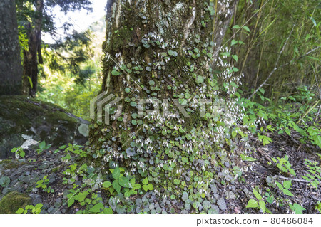 Yukinoshita crawling up on a tree and blooming 80486084