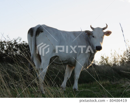 Italian cattle 80486419