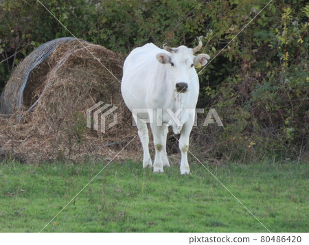 Italian cattle 80486420