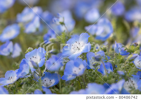 Nemophila in Sakura Square, Narashino City, Chiba Prefecture, Japan 80486742