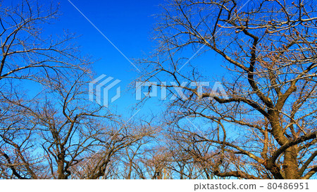 Deciduous winter trees and blue sky landscape Deciduous winter trees and blue sky landscape 80486951