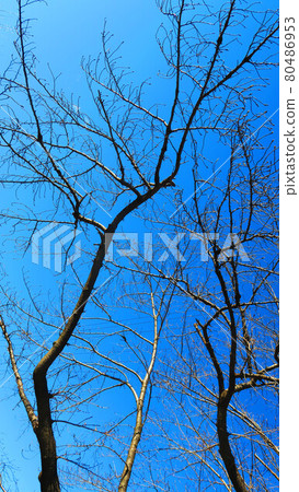 Deciduous winter trees and blue sky landscape Deciduous winter trees and blue sky landscape 80486953