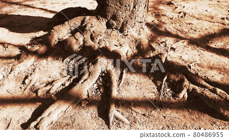 Sepia toning landscape at the base of the cherry tree Sepia toning landscape at the base of the cherry tree 80486955