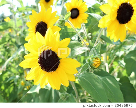 Sunflower flower Sunflower flower 80486975