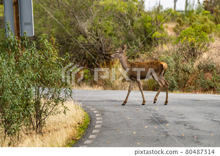 Iberian red deer, Cervus elaphus hispanicus. Monfrague National Park, Spain. 80487314