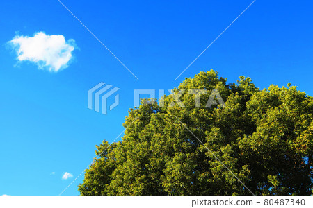 Outdoor landscape with blue sky, clouds and greenery of plants Outdoor landscape with blue sky, clouds and greenery of plants 80487340