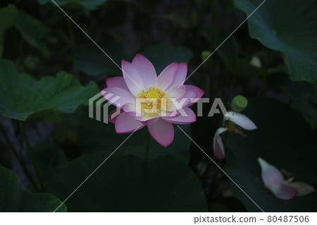 Hass flower blooming on summer morning Hass flower blooming on summer morning 80487506