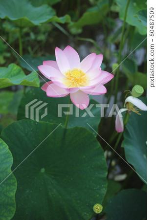 Hass flower blooming on summer morning Hass flower blooming on summer morning 80487509