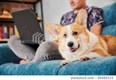 Adorable Corgi dog resting on couch with his loving owner. Adorable Corgi dog resting on couch with his loving owner. 80488333