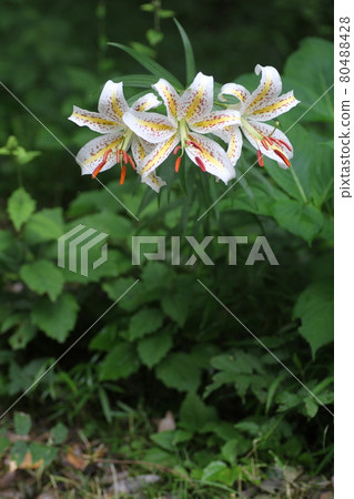 Queen of lilies, large white flowers, lily of the valley Queen of lilies, large white flowers, lily of the valley 80488428