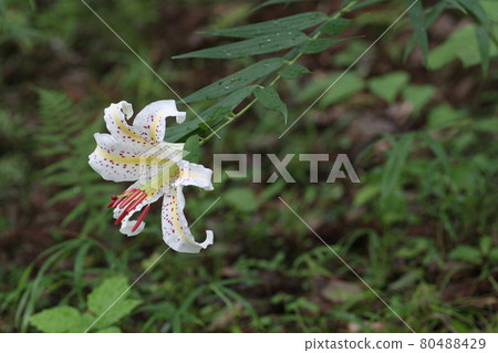 Queen of lilies, large white flowers, lily of the valley Queen of lilies, large white flowers, lily of the valley 80488429
