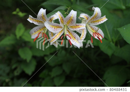 百合花的女王，大白花，鈴蘭 80488431
