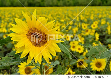 Sunflower field in Lake Abashiri Omagari Lakeside Garden, Abashiri City 80489206