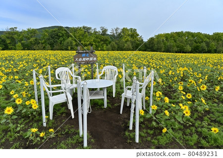 Sunflower field in Lake Abashiri Omagari Lakeside Garden, Abashiri City Sunflower field in Lake Abashiri Omagari Lakeside Garden, Abashiri City 80489231