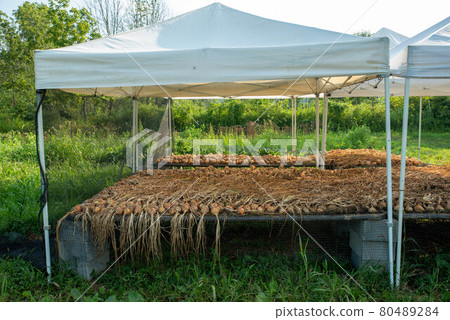 freshly harvested yellow onions laid out to dry on an organic farm. 80489284