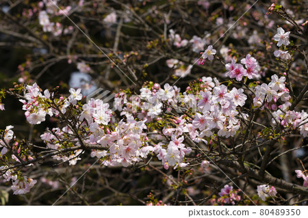 樹枝上盛開的櫻花 80489350