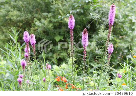 Liatris 花盛開在農舍的花園裡 80489610