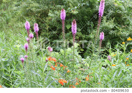 Liatris 花盛開在農舍的花園裡 80489630