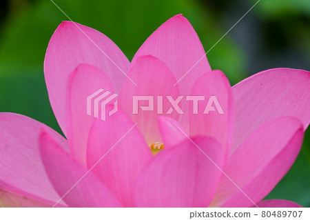 Hass flower Gyoda ancient lotus 80489707