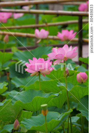 Hass flower Gyoda ancient lotus 80489833