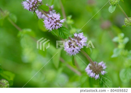 Pennyroyal mint (herbal herb) Pennyroyal mint (herbal herb) 80489882