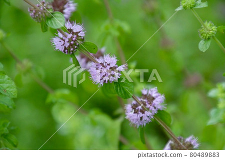 Pennyroyal mint (herbal herb) Pennyroyal mint (herbal herb) 80489883