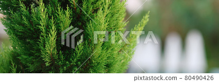 Evergreens for garden. Luxurious garden with coniferous plants 80490426