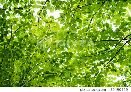 Summer cherry leaf 80490529