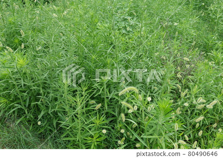 荒原草原野原雜草 80490646